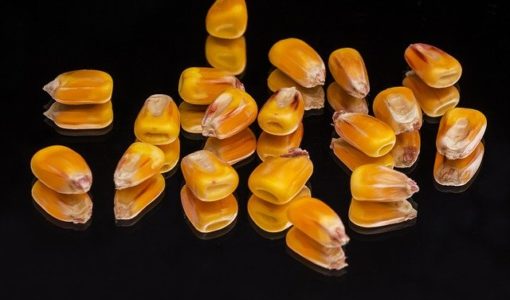 beneficii sirop porumb