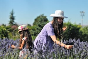 ulei de lavanda