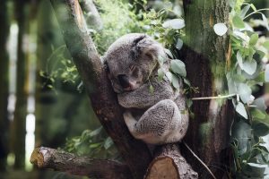 Ursul koala
