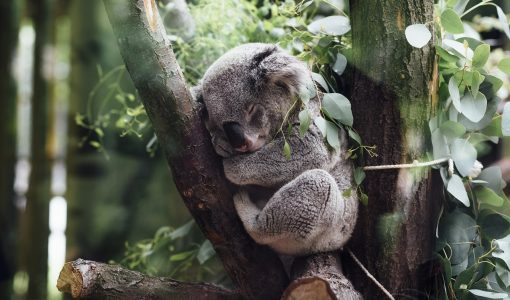 Ursul koala