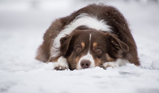 Ciobănescul de Bucovina