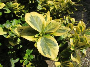 Schefflera Arboricola