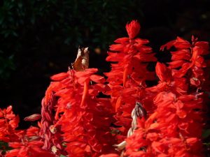 Salvia roșie