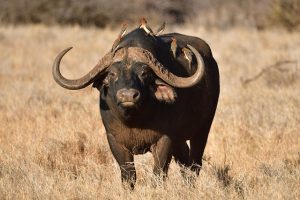 bivol african
